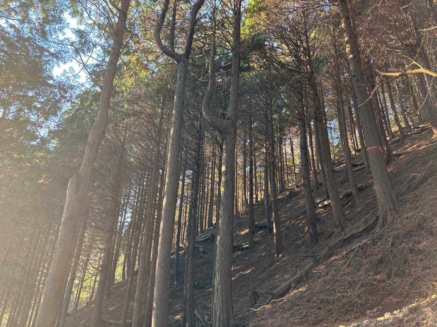 こちらの登山口からだと誰とも会わず、とても静かで良かったです
