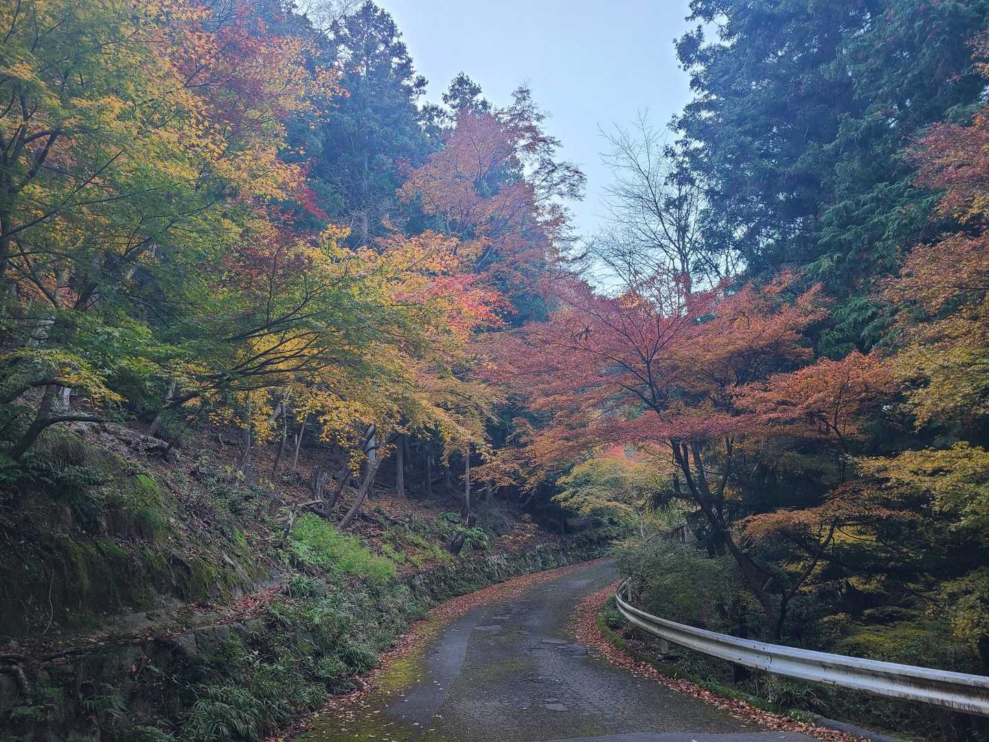 🍁