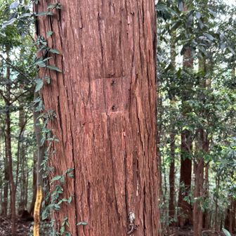 五常山に向かう道は最初はとても細いのですが、やがて通常の道になります。
山頂の標識はとれちゃってました。