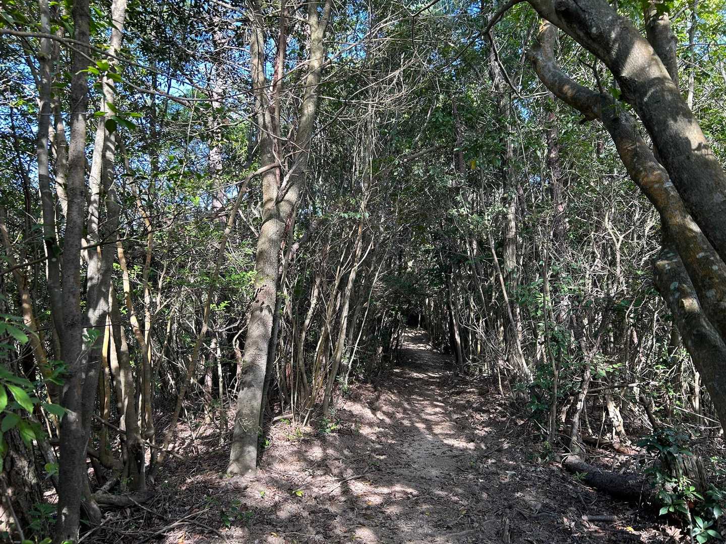 木のトンネル。安芸アルプスの鉾取り山のドウダンツツジのトンネルを思い出すよ。また、行きたいよ。💓
ほんとほんと‼️これ　わたしの　口癖言葉(*☻-☻*)