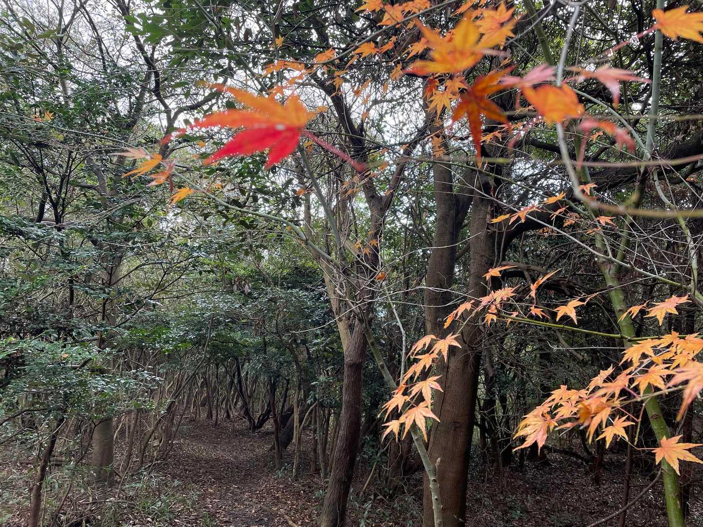 ちょっと色づきが残っていました😉