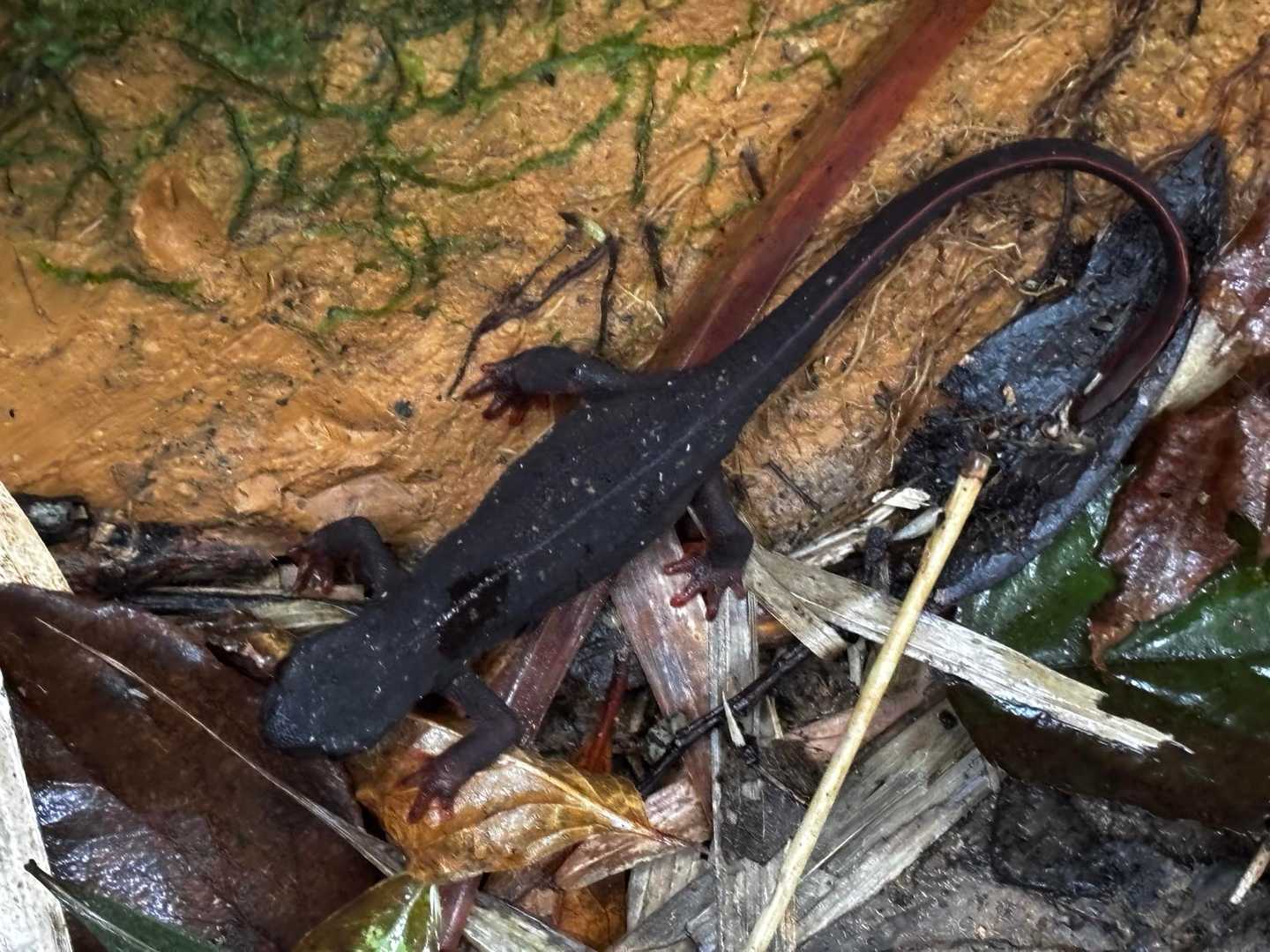 イボイモリ🦎