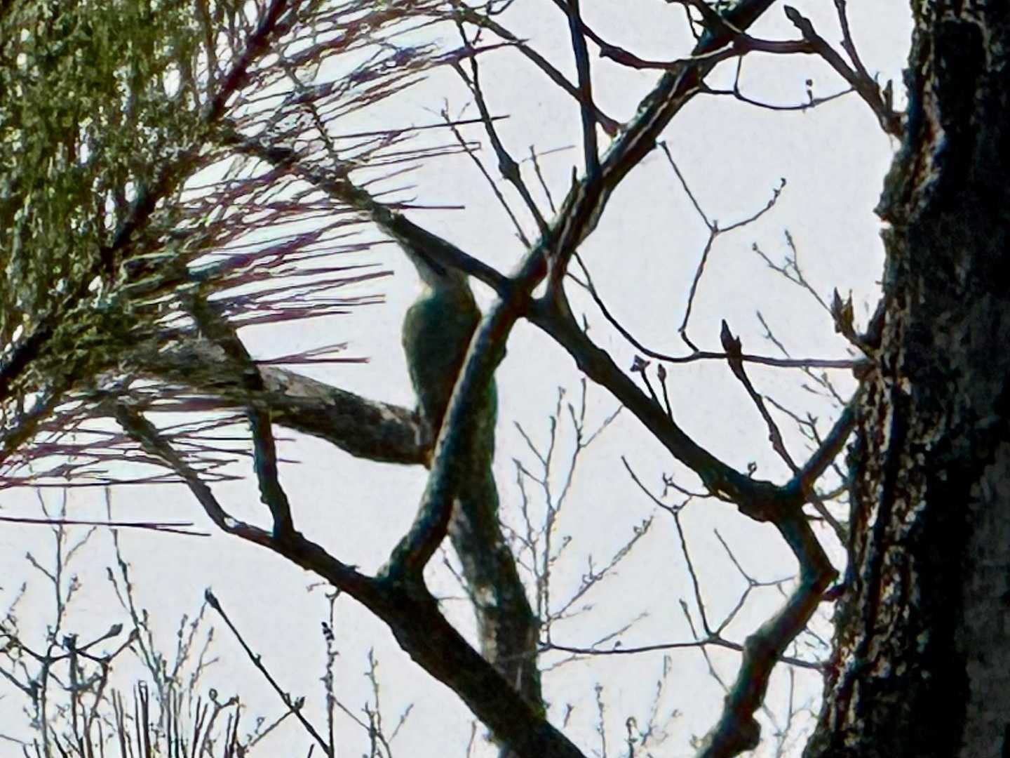 やっと撮れた一枚📸

枝だかキツツキだかよく分からない😅