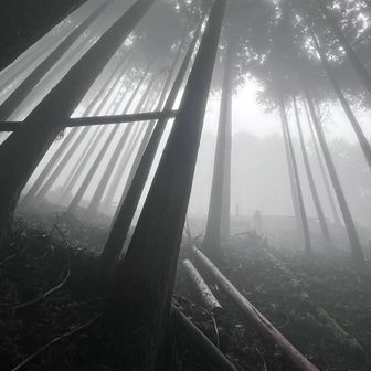 だいぶ霧が濃くなってきて
時折り木の上の雫が舞い降りて
見上げると

私、ひょっとして
この世とあちらの世の
結界をどこかでこえてしまいましたか？