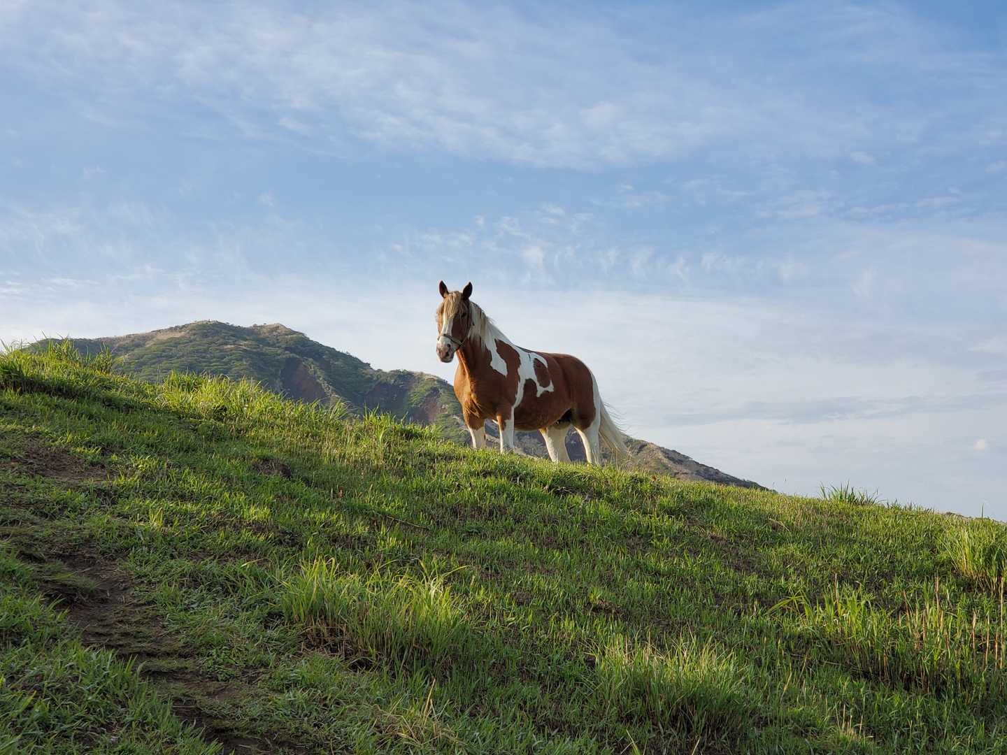 そんなまめ家を黒王🐴が
崖じゃなくて山頂から見てる