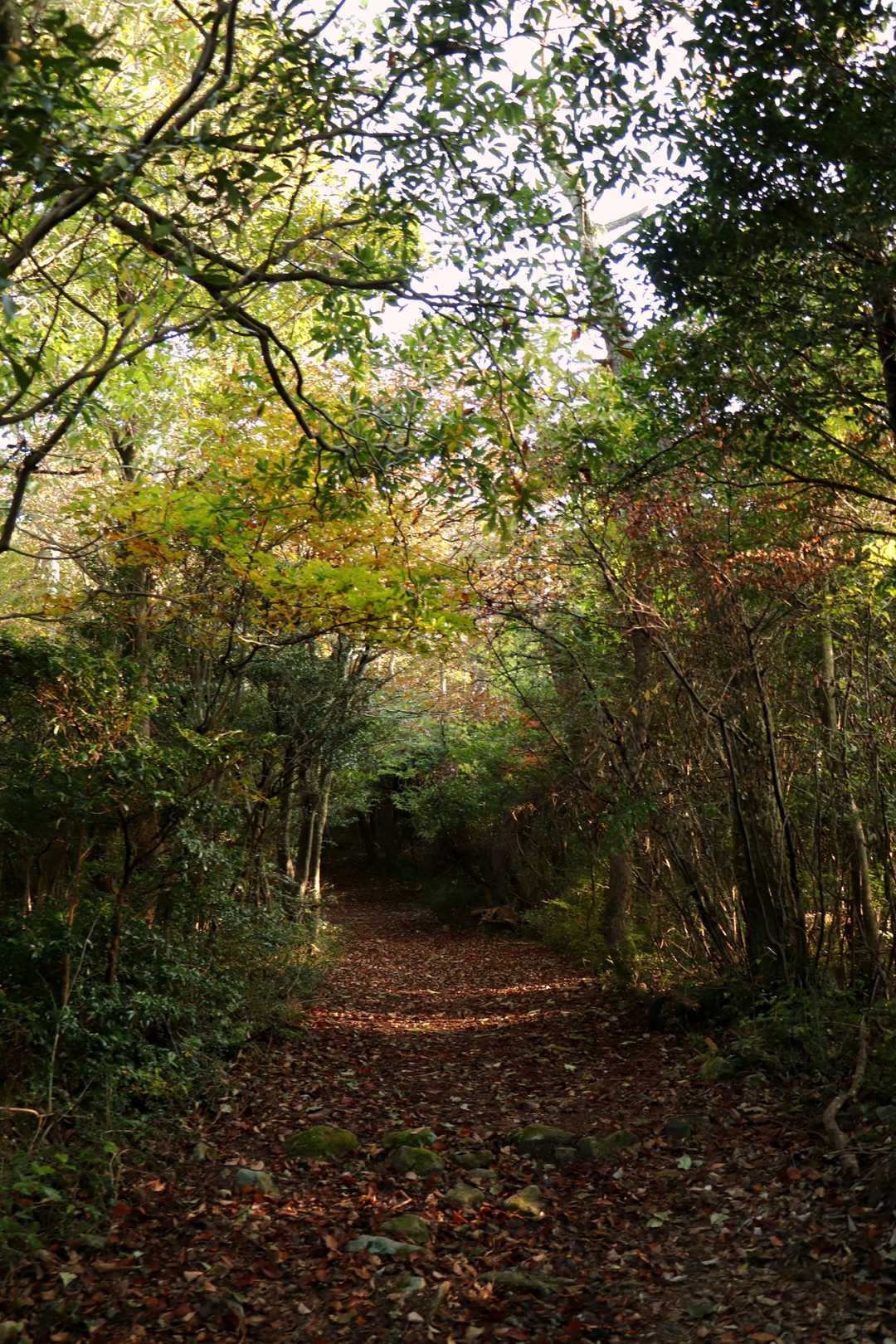 朝陽の差し込む登山道