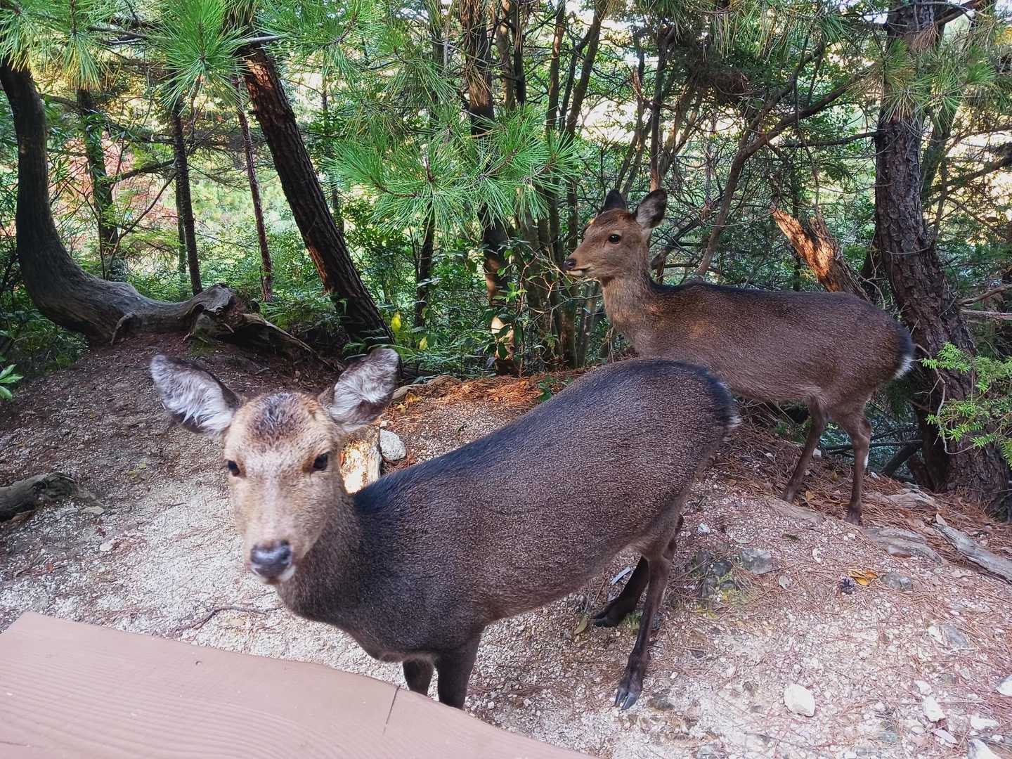 駒ヶ林-弥山 往復コースの写真