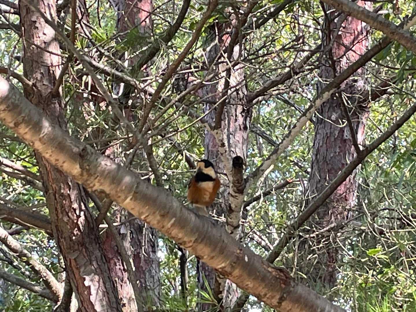 今日はヤマガラちゃん、沢山います🐧
