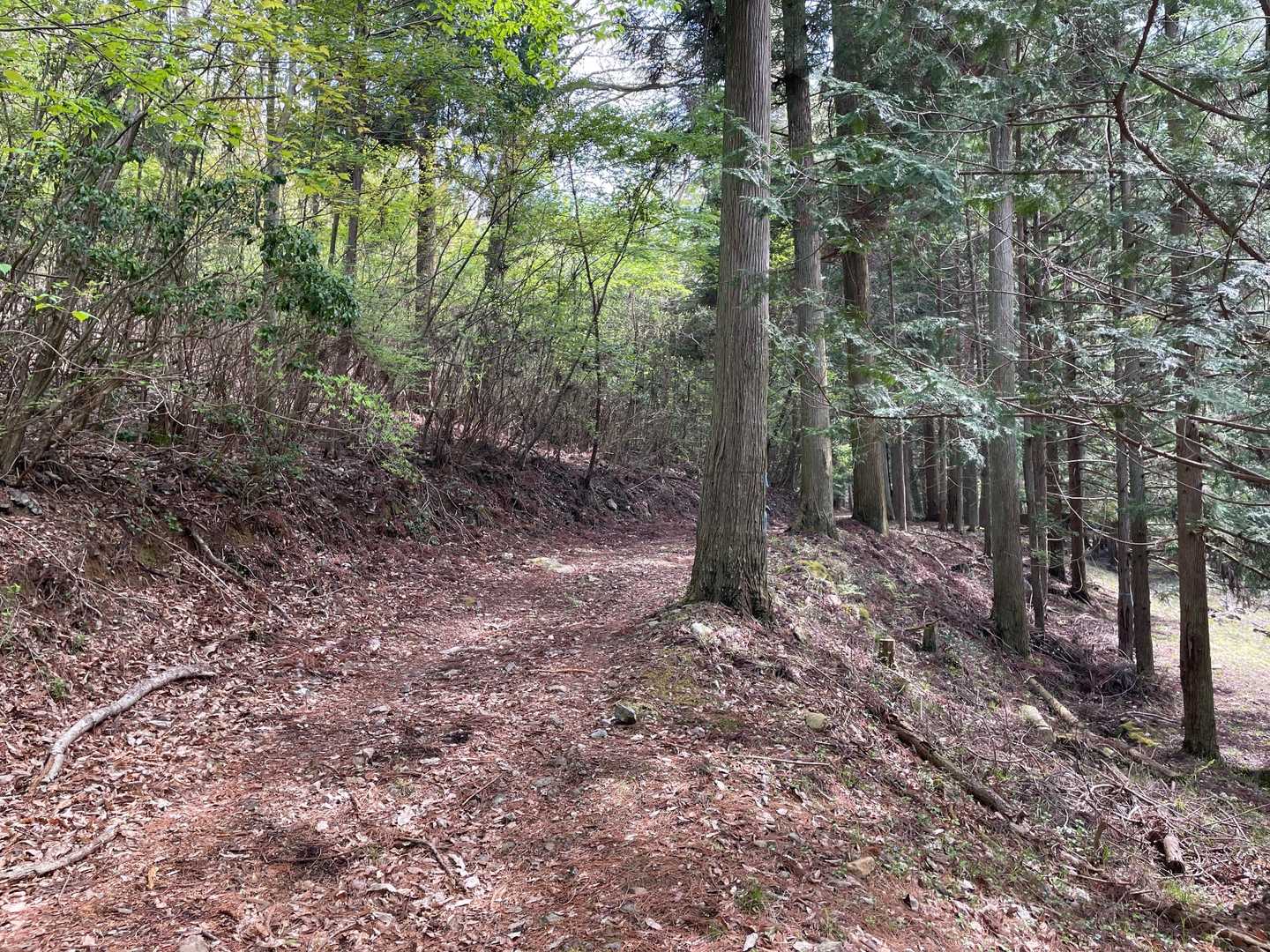 始めはこんなゆるゆるの登山道です。