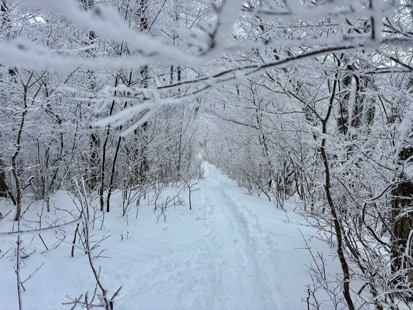 守屋山登山道入口（杖突峠）-守屋山 往復コースの写真