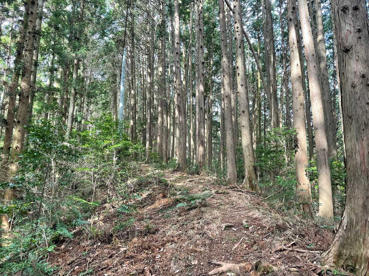 二股山登山口-二股山-下沢城跡 周回コースの写真