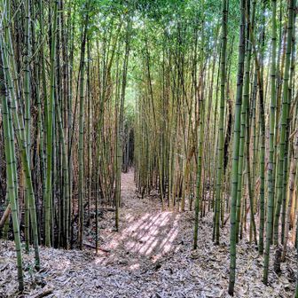 竹林歩き易いです