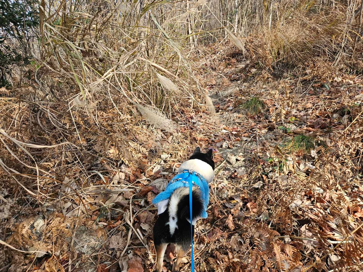 ススキ地獄💦
柴犬の目線に草があるので飼い主は慎重に…
