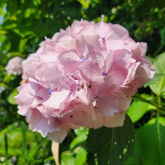 登山口には大きなピンクの紫陽花が咲いていました。