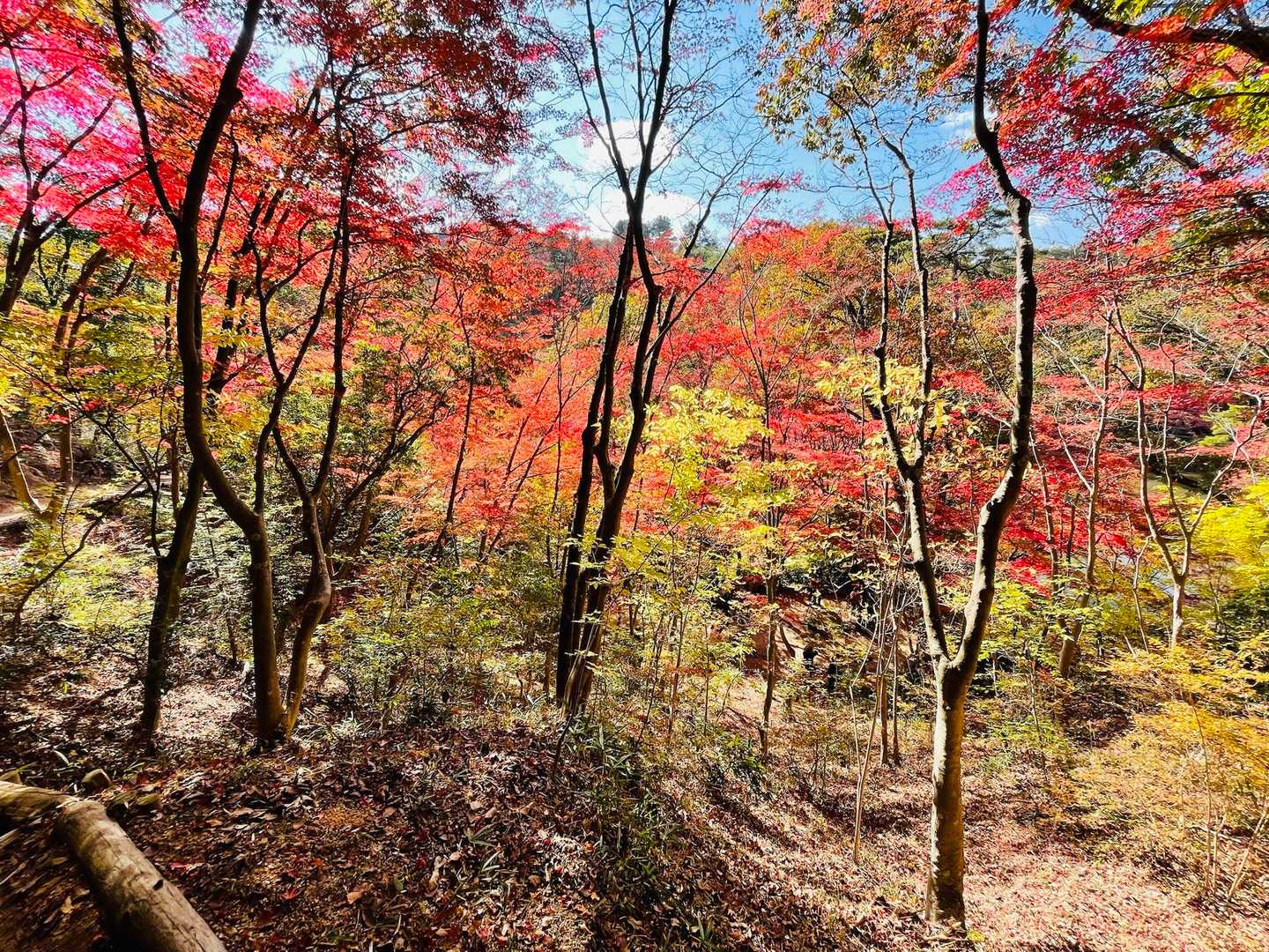 新神戸駅-滝山城跡登山口-西門-正門 縦走コースの写真