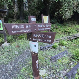 細倉橋🌉ここからトレイル🥾