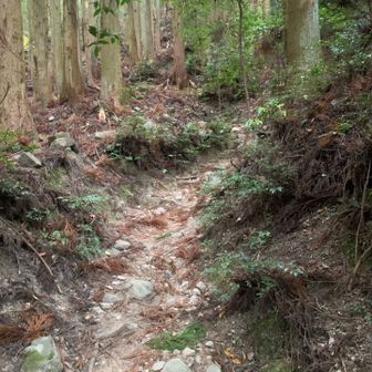 山道は、はじめは岩がところどころ飛び出している