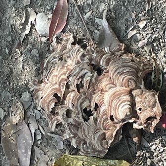スズメバチの巣の跡？