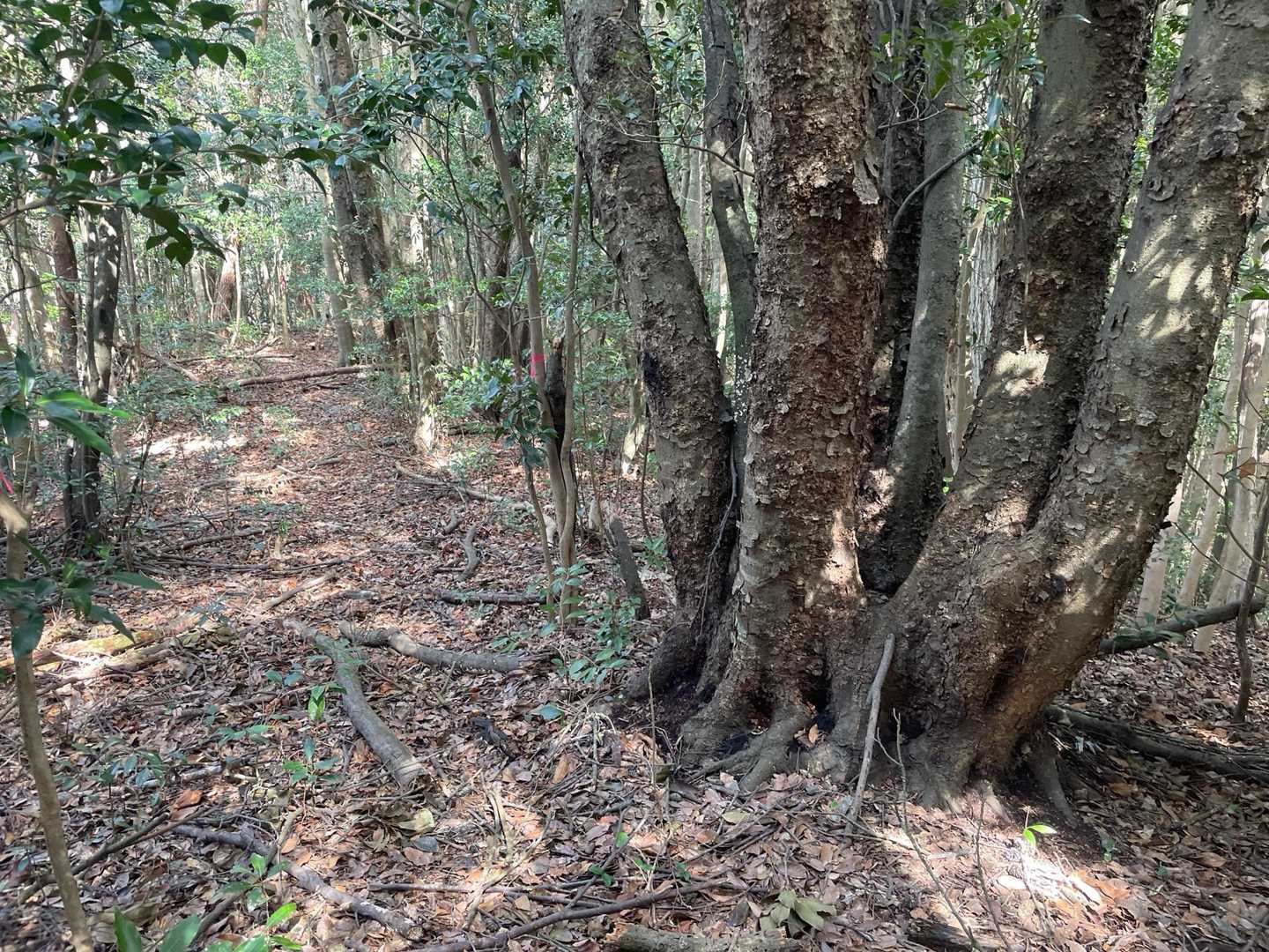 スゴイ🌲