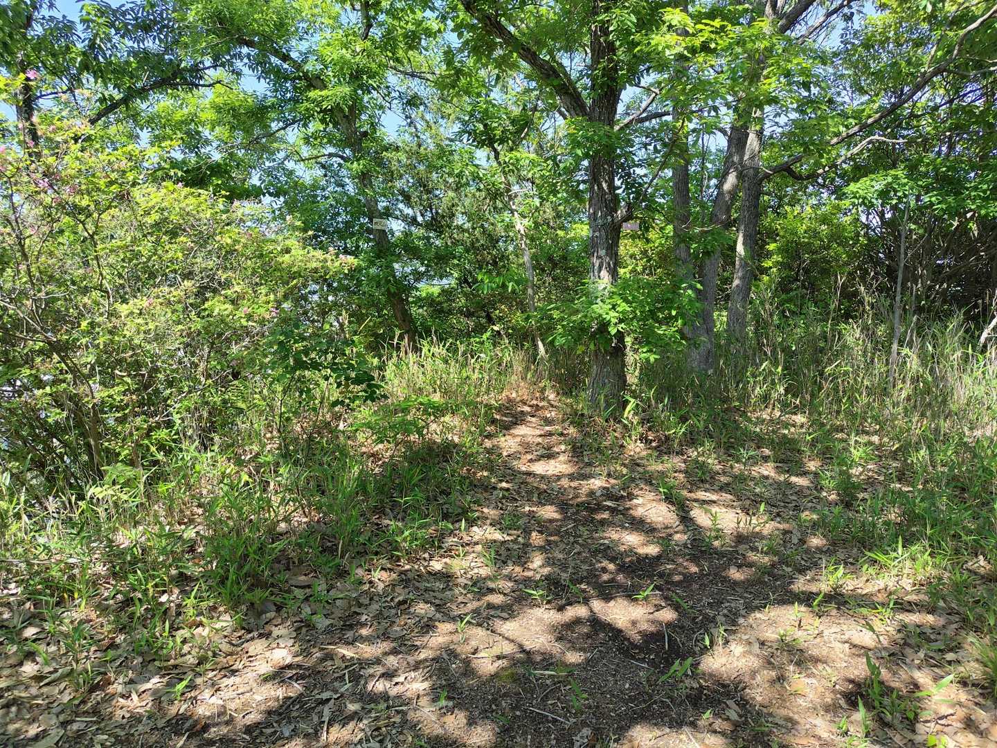 秩父山頂上