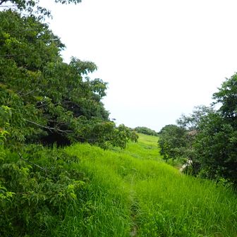 イモノガンギ
芋畑の畝に似た凸凹地形で山城の防衛施設だそうです

