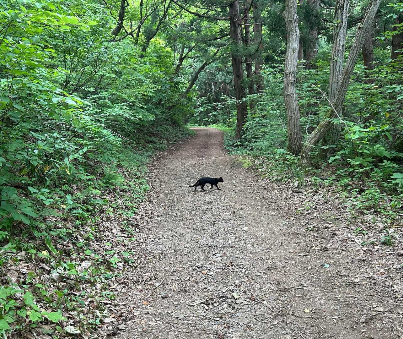 🐈‍⬛