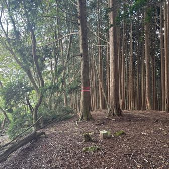 同じく山頂三角点。山頂標は見当たらなかった。そのまま尾根を下山したい誘惑にかられる綺麗な林だったが自重。来た道を戻る