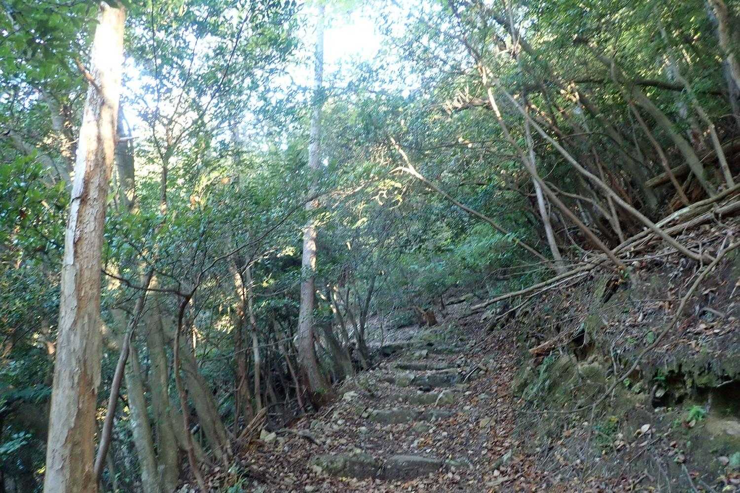 金毘羅山 往復コースの写真