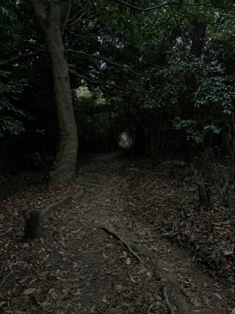 木が掛かってるところはもう真っ暗です。😓