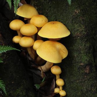 オオワライタケ？
すごく立派でした🍄