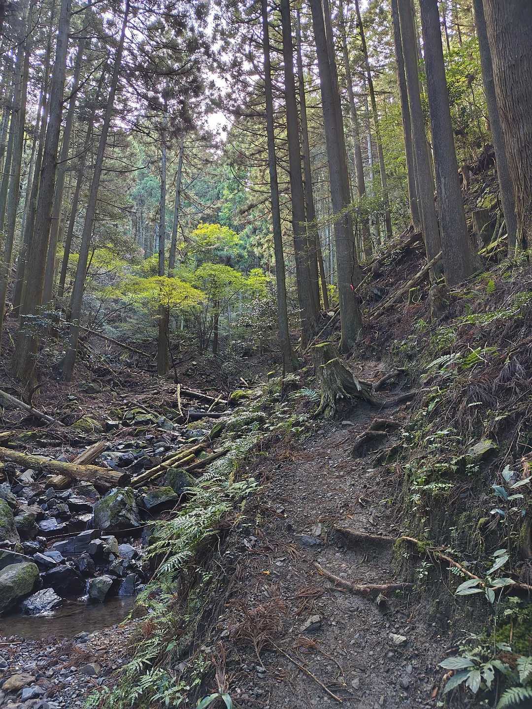 入道ヶ岳 往復コースの写真