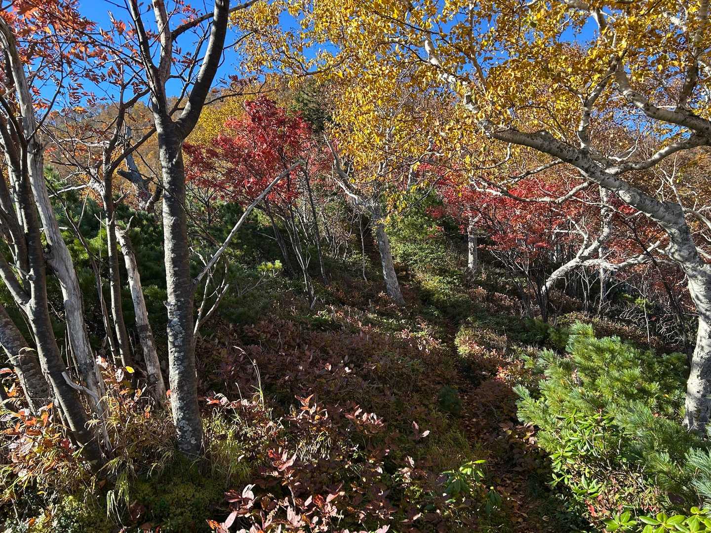 紅葉も綺麗でした🍁