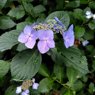 紫陽花。
美し過ぎる🥹