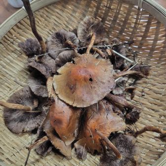 こちらも翌朝登場
