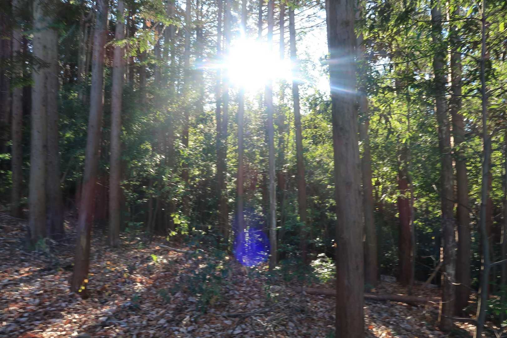 ありがたい太陽。