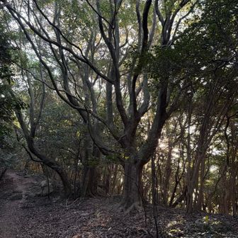 バイラスの🌲