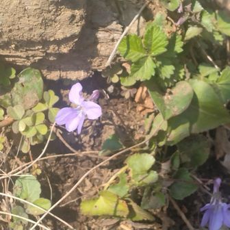 こちらもどのスミレなのか…タチツボスミレ？