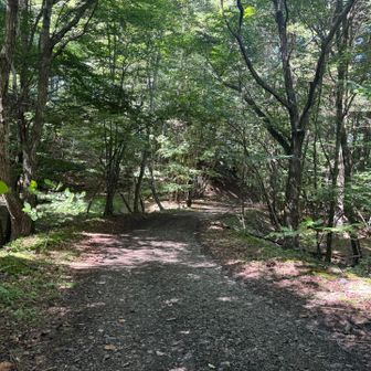 ひたすら林道を！