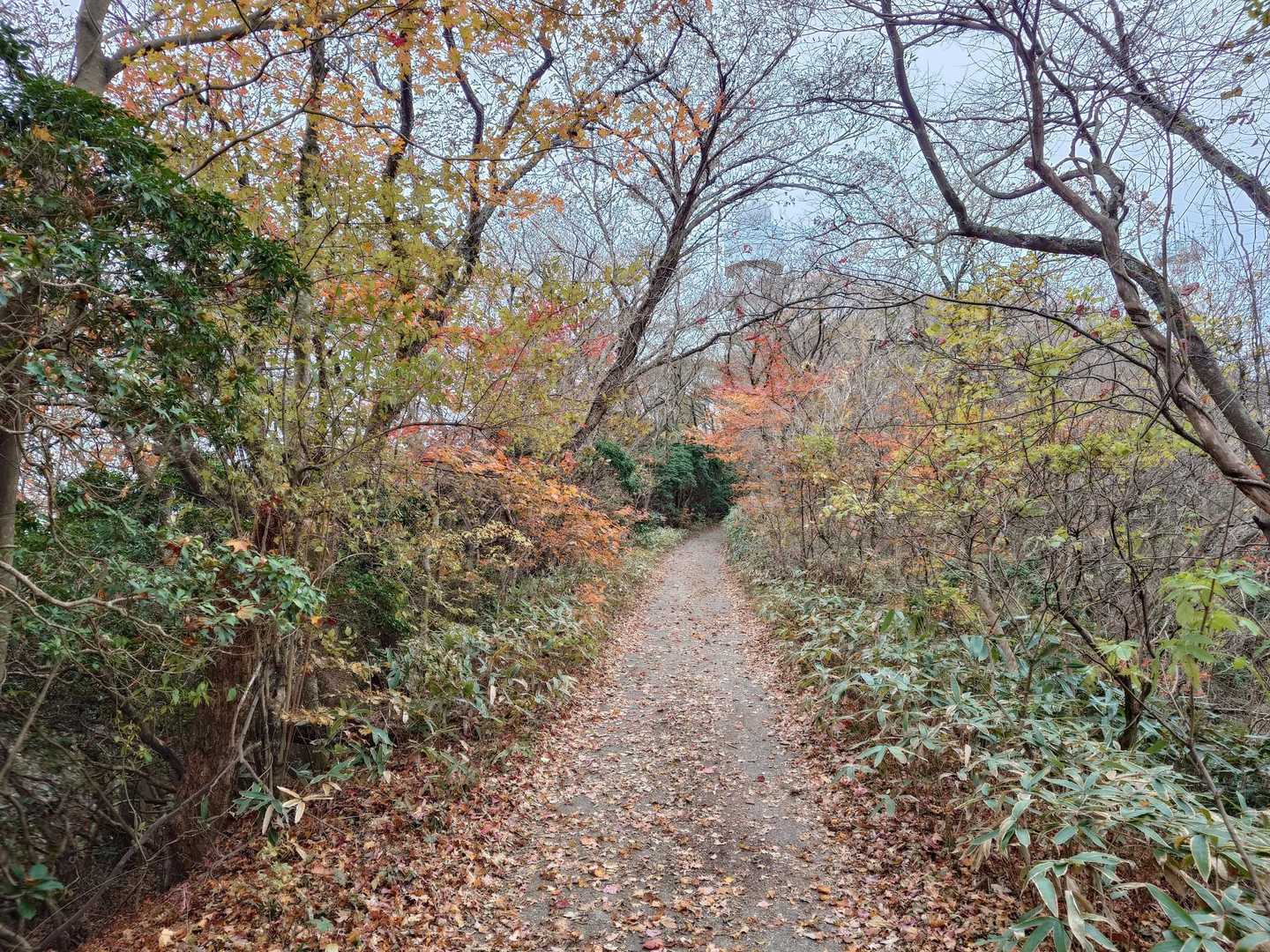 御岩神社-御岩山-高鈴山 周回コースの写真