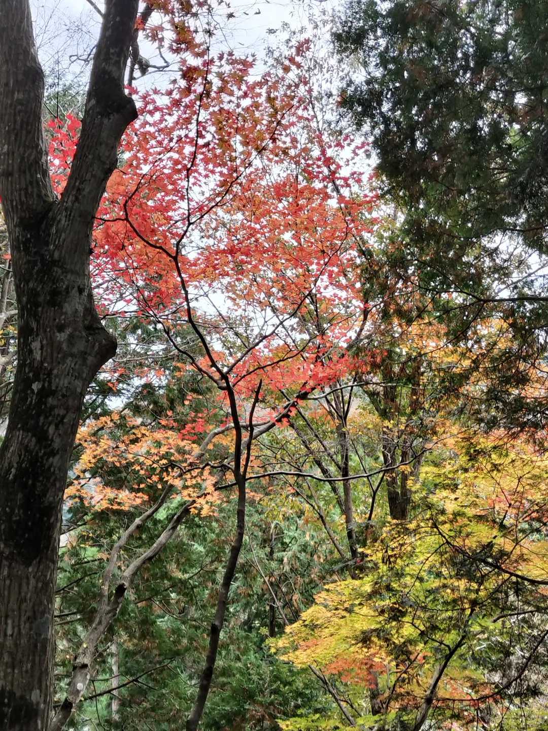 木地山前バス停-若狭駒ヶ岳-与助谷山 周回コースの写真
