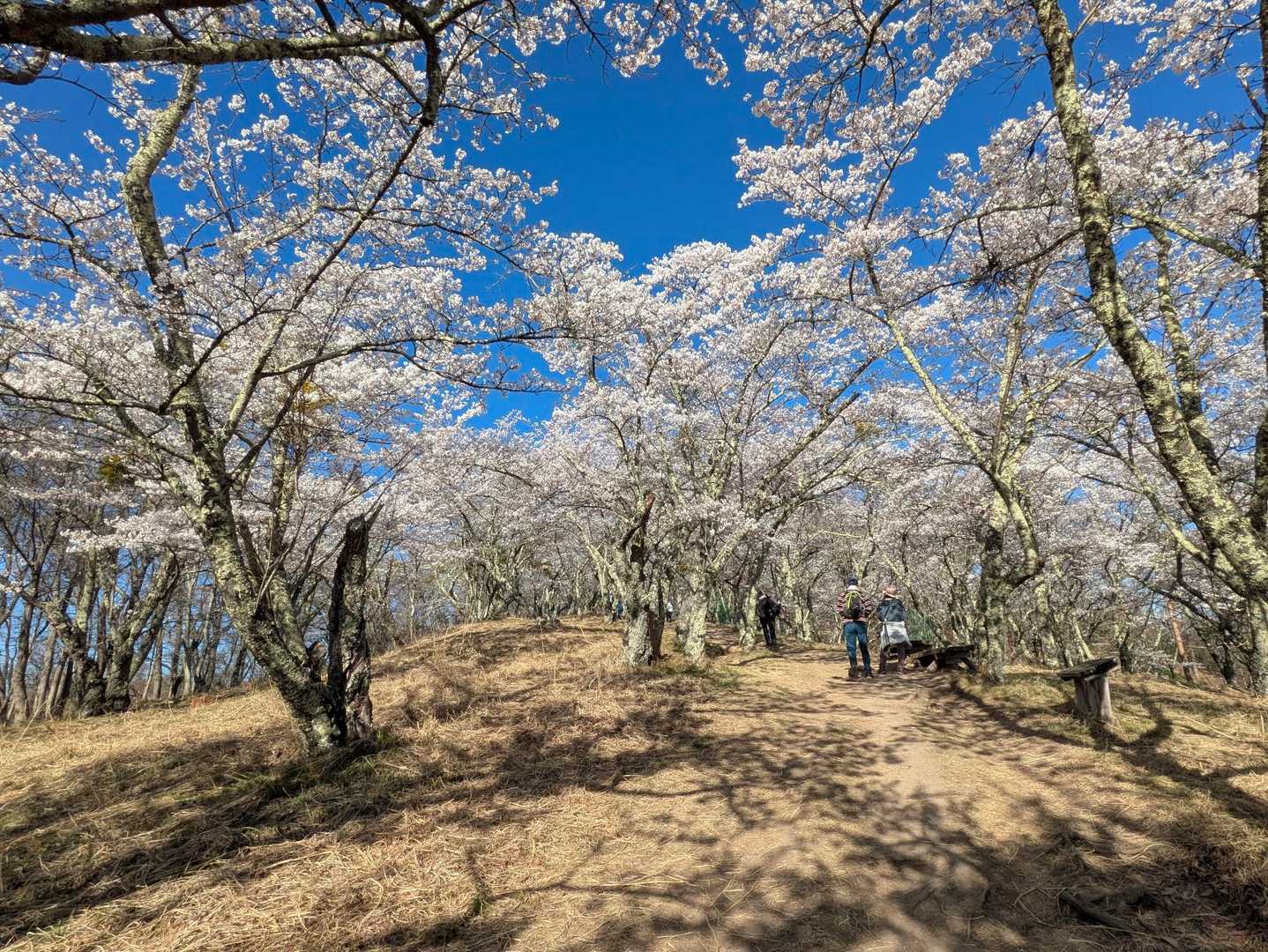 光城山登山口-光城山 往復コースの写真