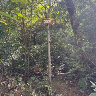 林道歩きでボンデン山、お腹空いてるけど食べる場所無いしもうちょっと歩く