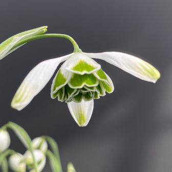 グリーンフィンガー