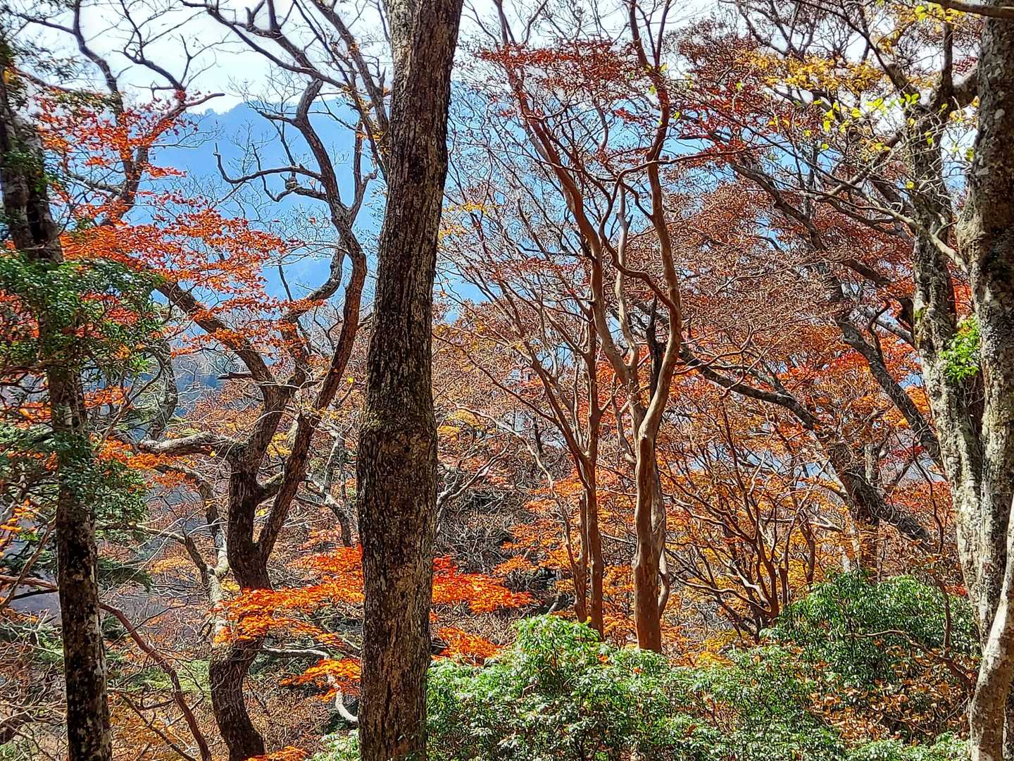 🍁