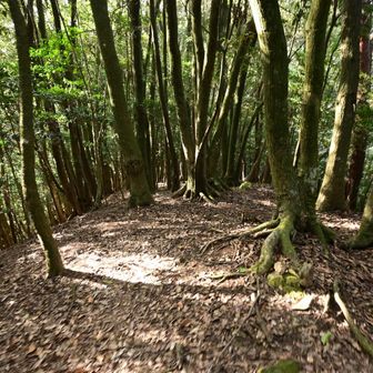 平地も少しあり