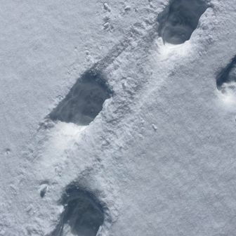 熊の足跡🐾、ですよね？