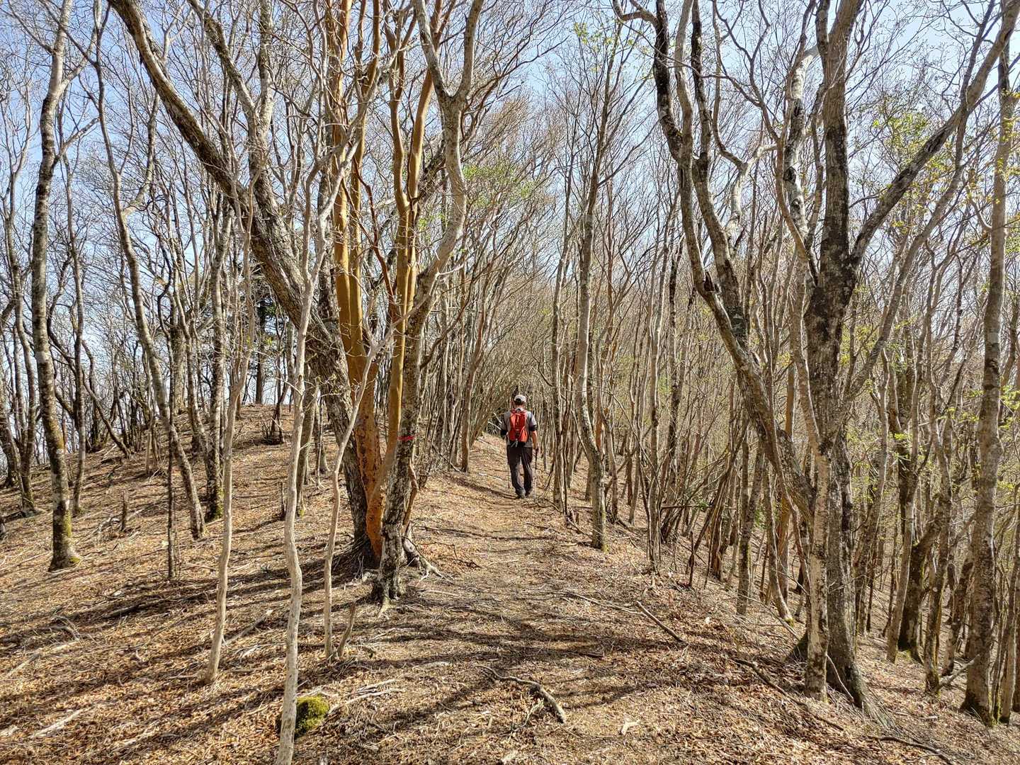 高丸山登山口-三つ尾の峠-高丸山-旗立山 周回コースの写真
