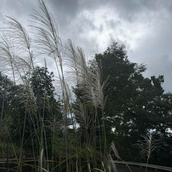 ススキの穂も開き始めました🍂