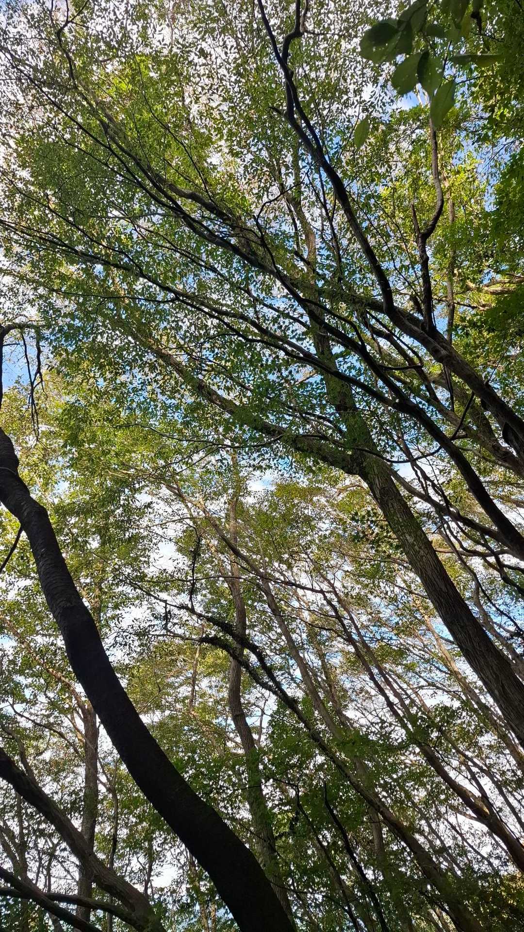 八方ヶ岳登山口-八方ヶ岳 周回コースの写真