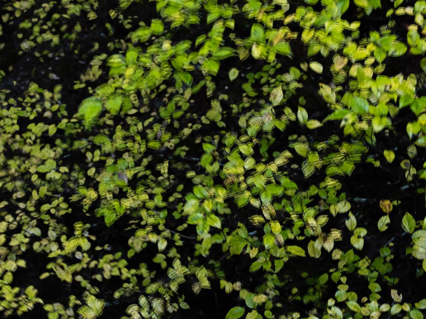 風になびく紅葉。

楽しくのんびり雨歩き🌿